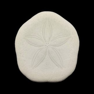 Laganidae