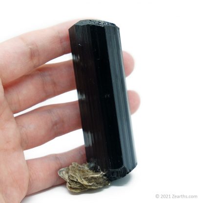 Double-Terminated Black Tourmaline var. Schorl on Star Mica from Skardu, Pakistan