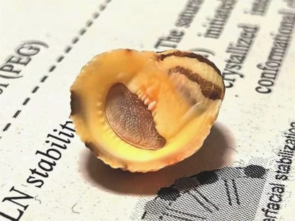 Nerita sp.