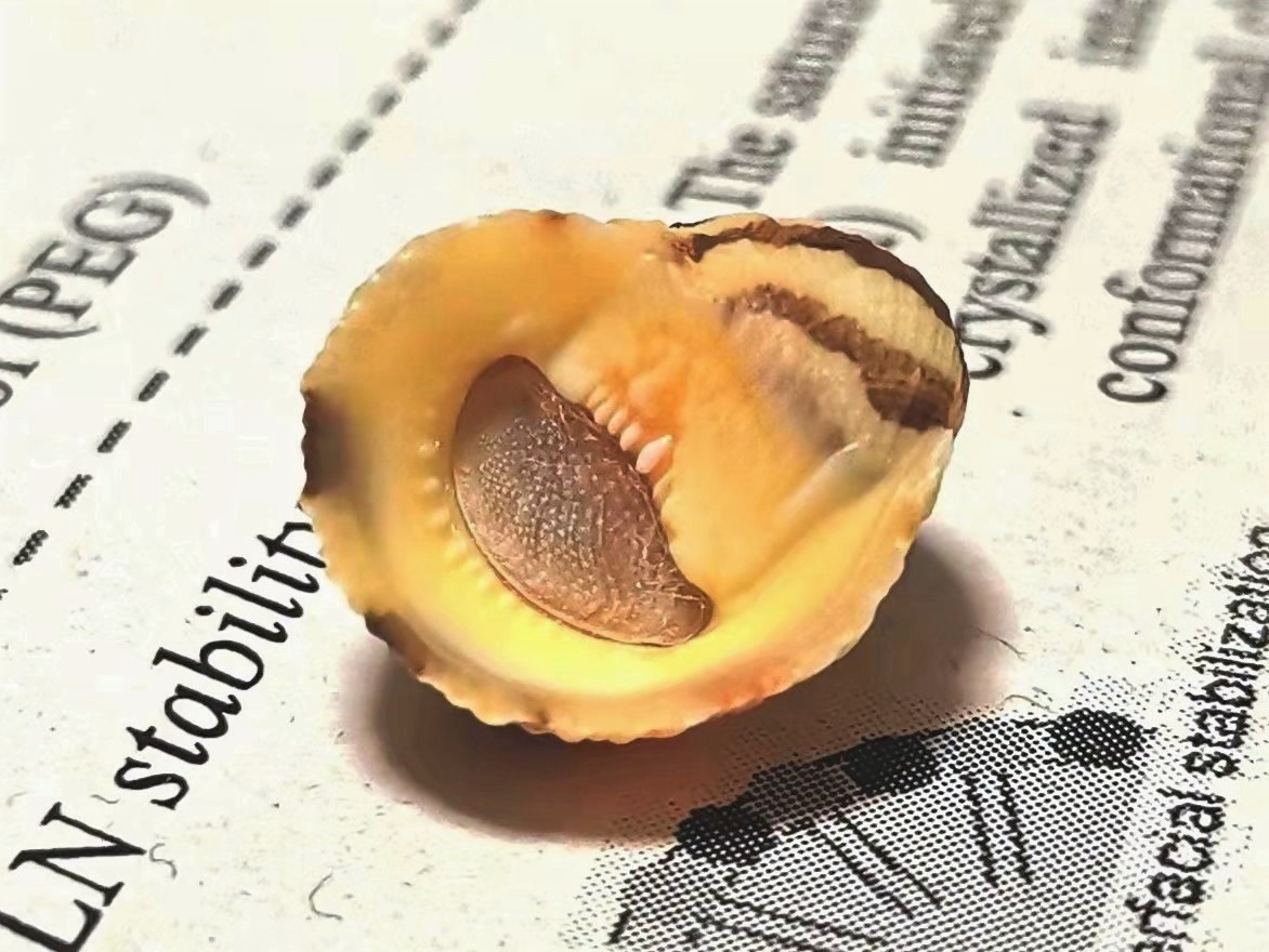 Nerita sp. Nerita sp.