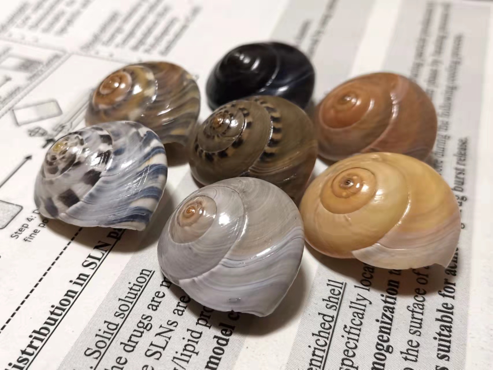 Umbonium giganteum Umbonium giganteum