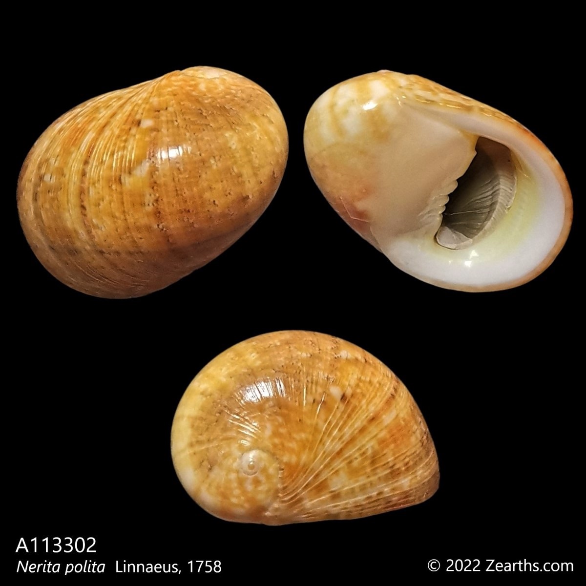 A113302 Nerita Polita Linnaeus 1758 Zearth s Collections a113302-nerita-polita-linnaeus-1758-zearth-s-collections