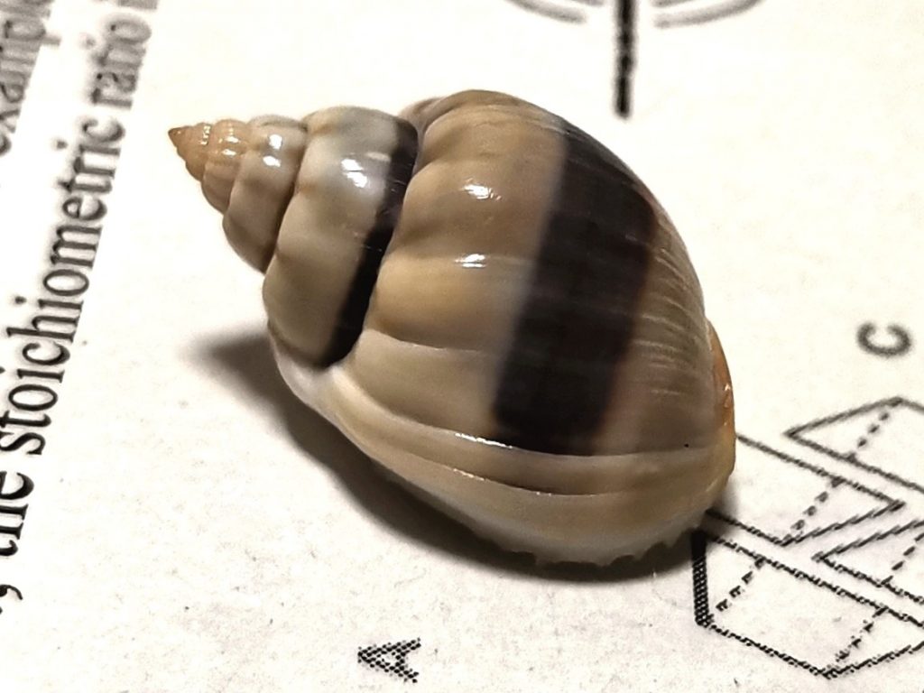 Nassarius coronatus