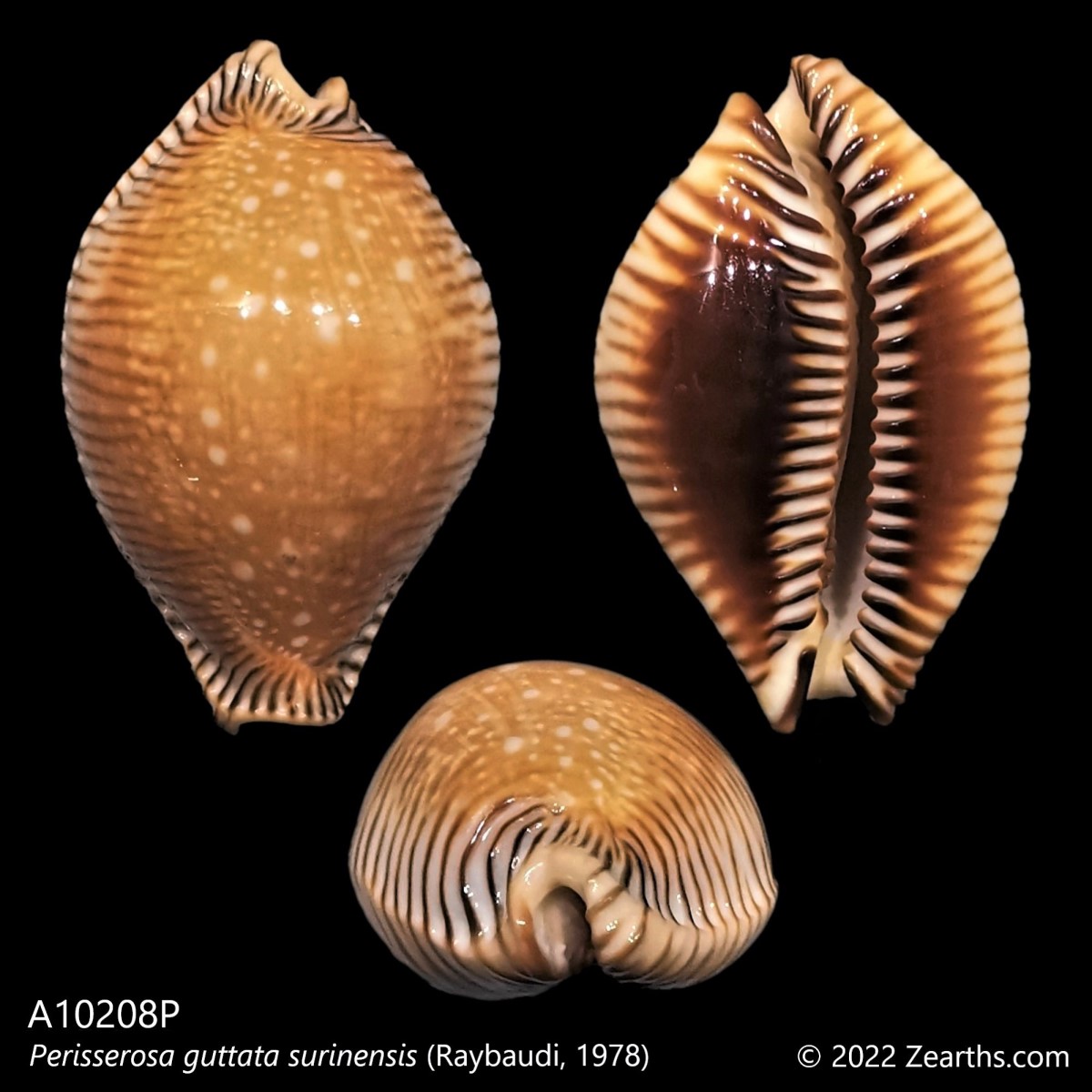 A10208P] Perisserosa guttata surinensis (Raybaudi, 1978