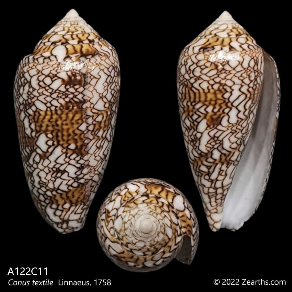 [A122C11] Conus textile Linnaeus, 1758 – Zearth's Collections