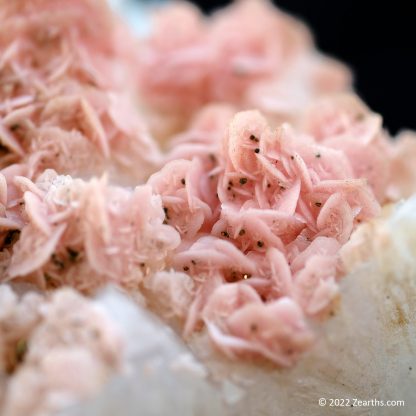 Pink Rhodochrosite Roses on Quartz from Cangwu Co., Wuzhou, Guangxi, China