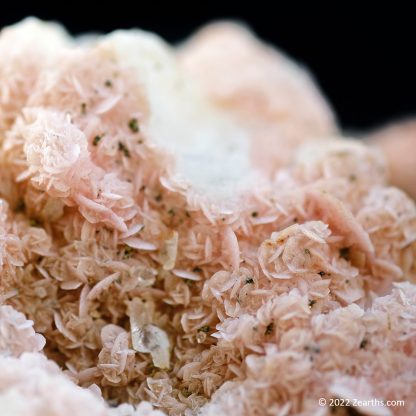 Pink Rhodochrosite Roses on Quartz from Cangwu Co., Wuzhou, Guangxi, China