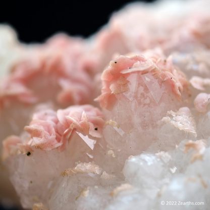 Pink Rhodochrosite Roses on Quartz from Cangwu Co., Wuzhou, Guangxi, China