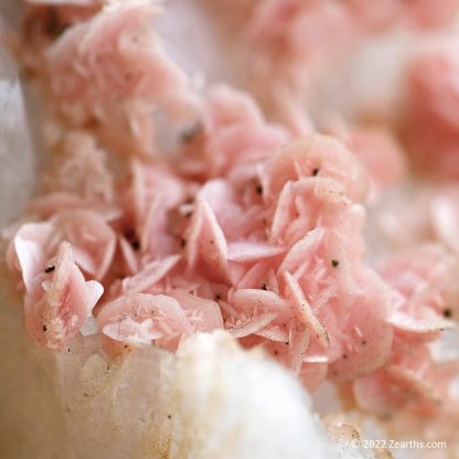 Pink Rhodochrosite Roses on Quartz from Cangwu Co., Wuzhou, Guangxi, China