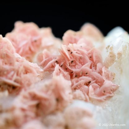 Pink Rhodochrosite Roses on Quartz from Cangwu Co., Wuzhou, Guangxi, China