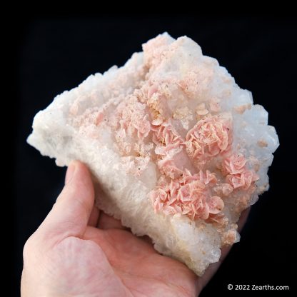 Pink Rhodochrosite Roses on Quartz from Cangwu Co., Wuzhou, Guangxi, China