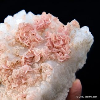 Pink Rhodochrosite Roses on Quartz from Cangwu Co., Wuzhou, Guangxi, China