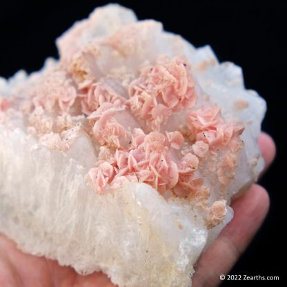 Pink Rhodochrosite Roses on Quartz from Cangwu Co., Wuzhou, Guangxi, China