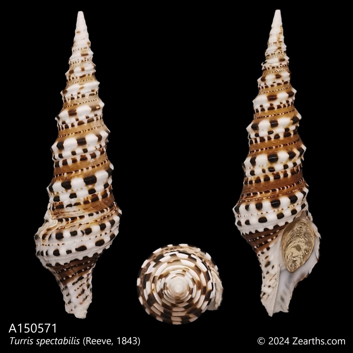 A150571