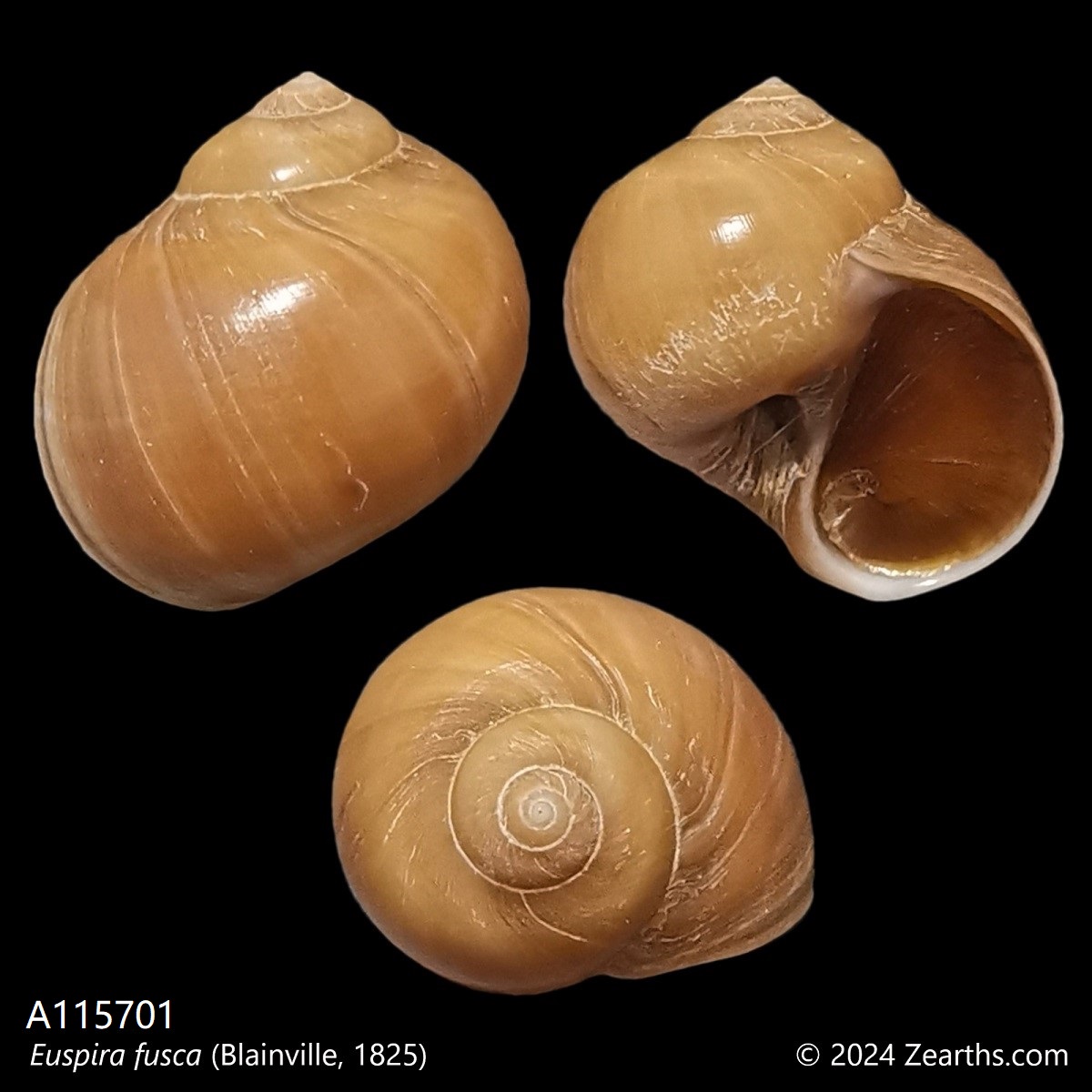 A115701