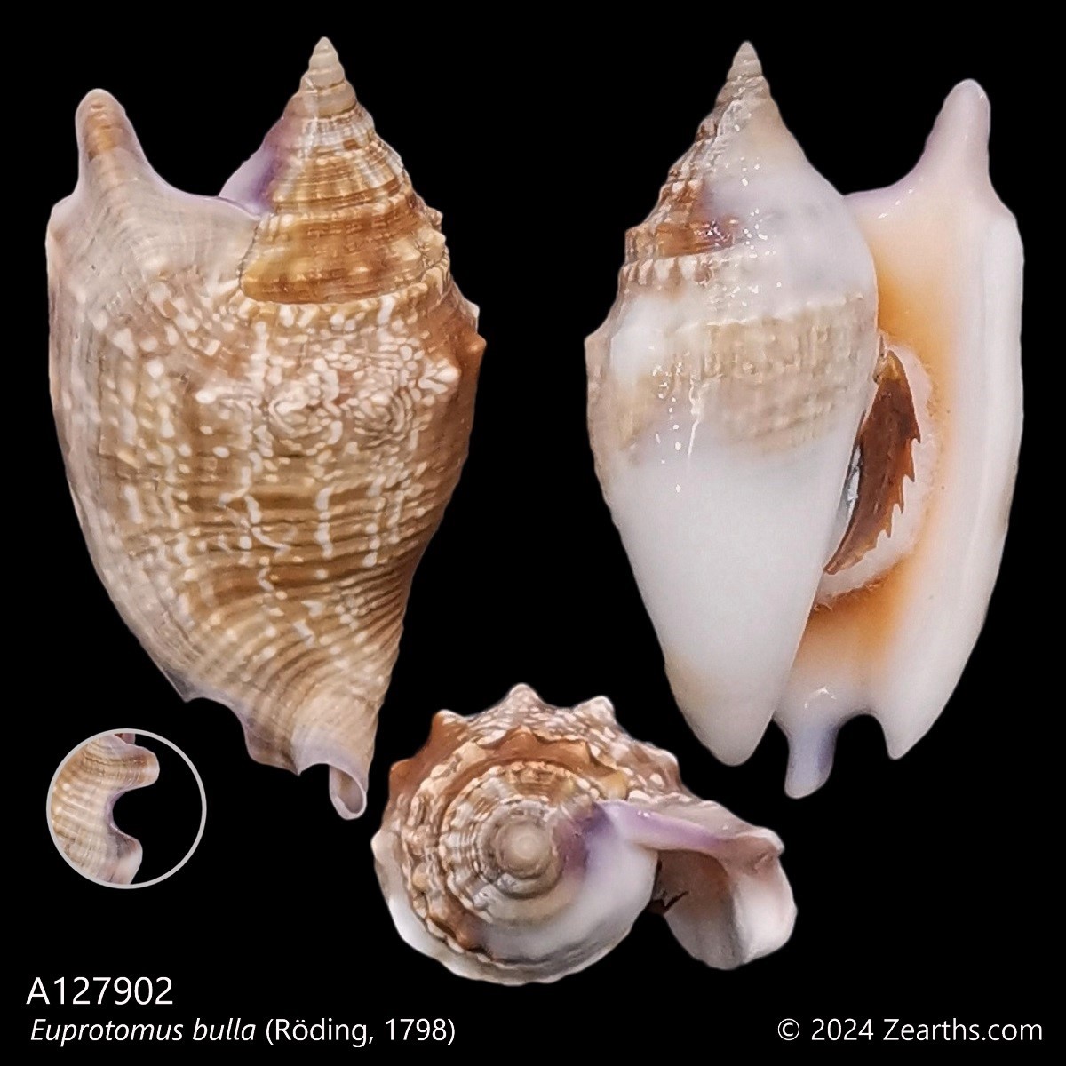 A127902