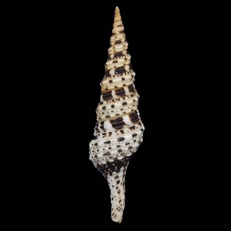 Turridae etc.