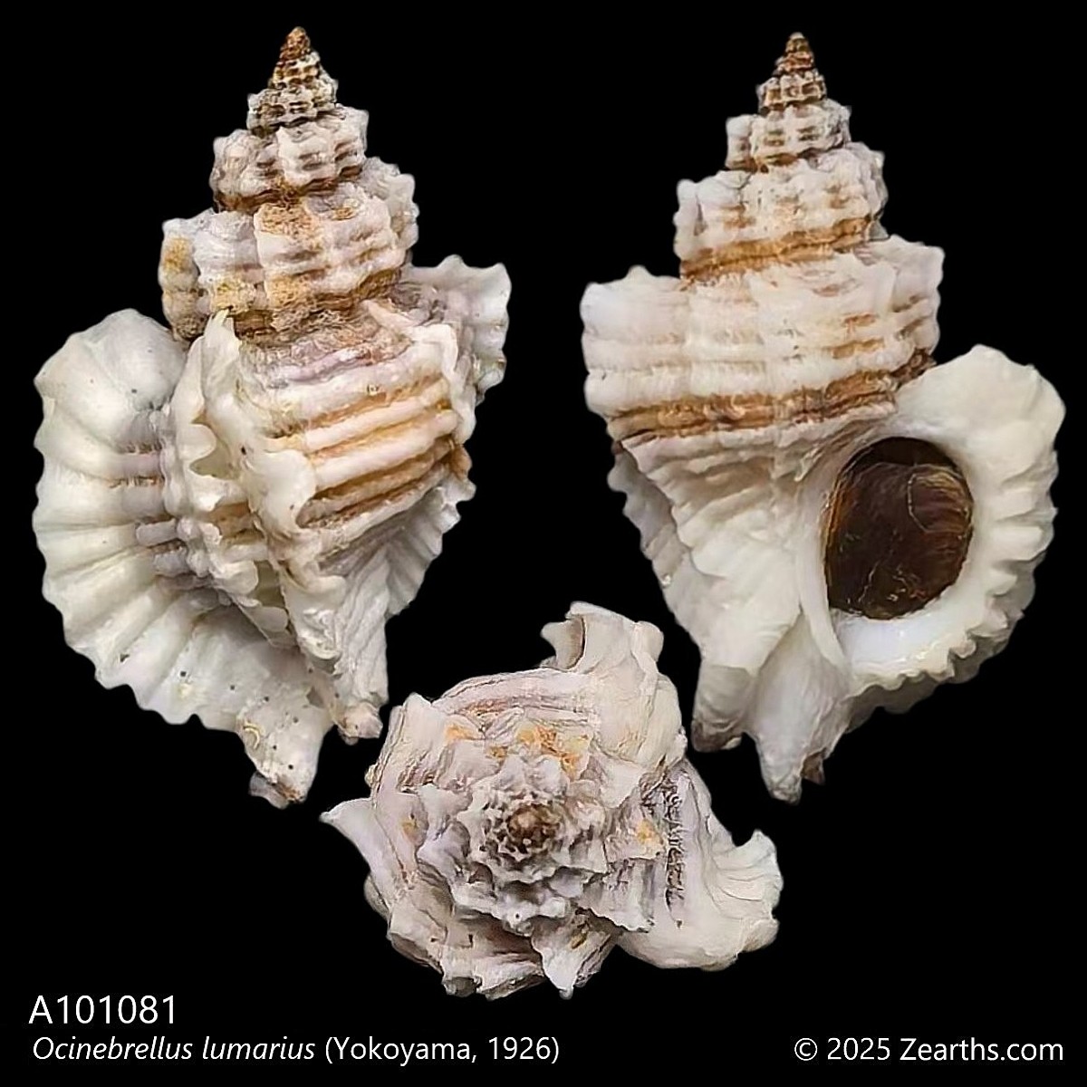 A101081