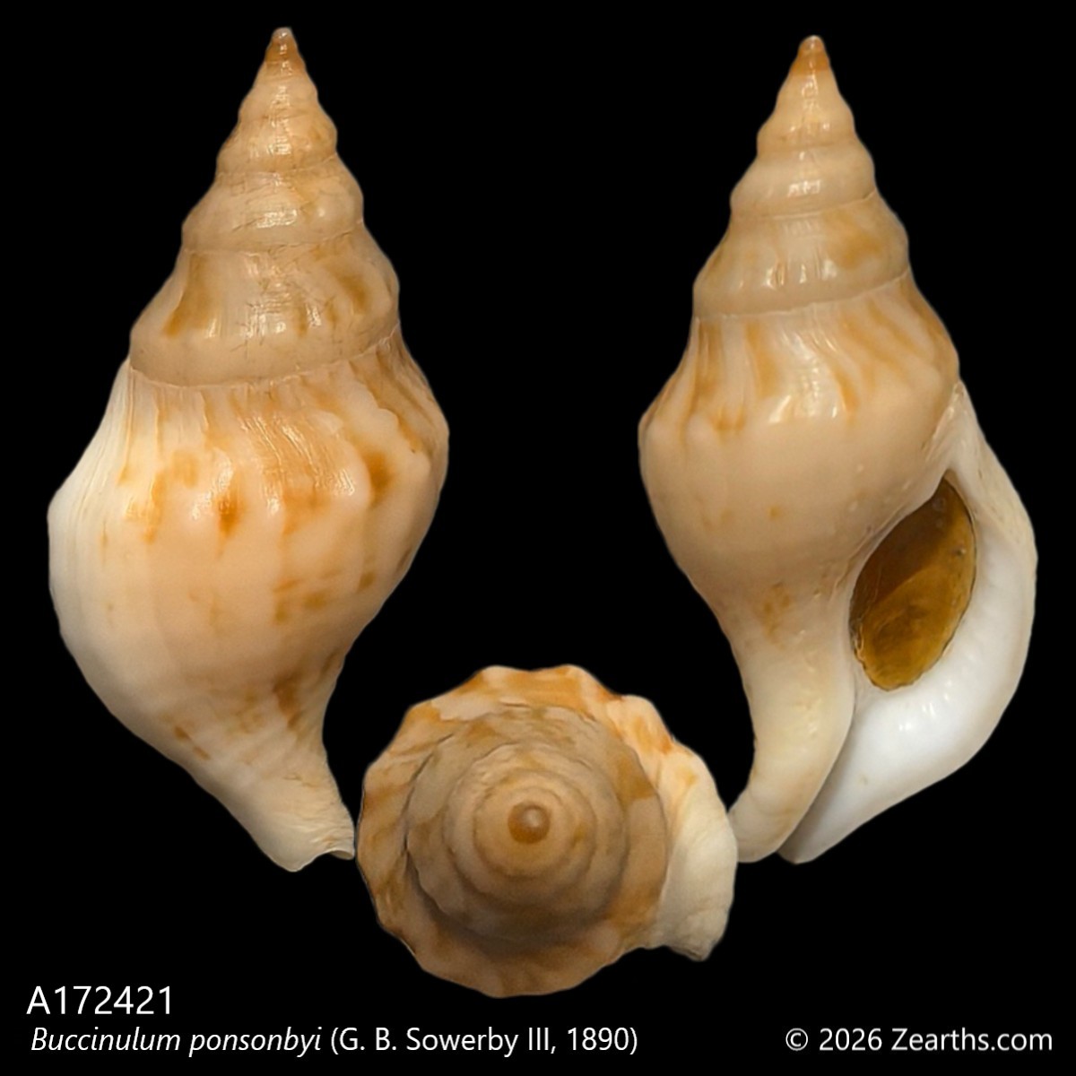 A172421