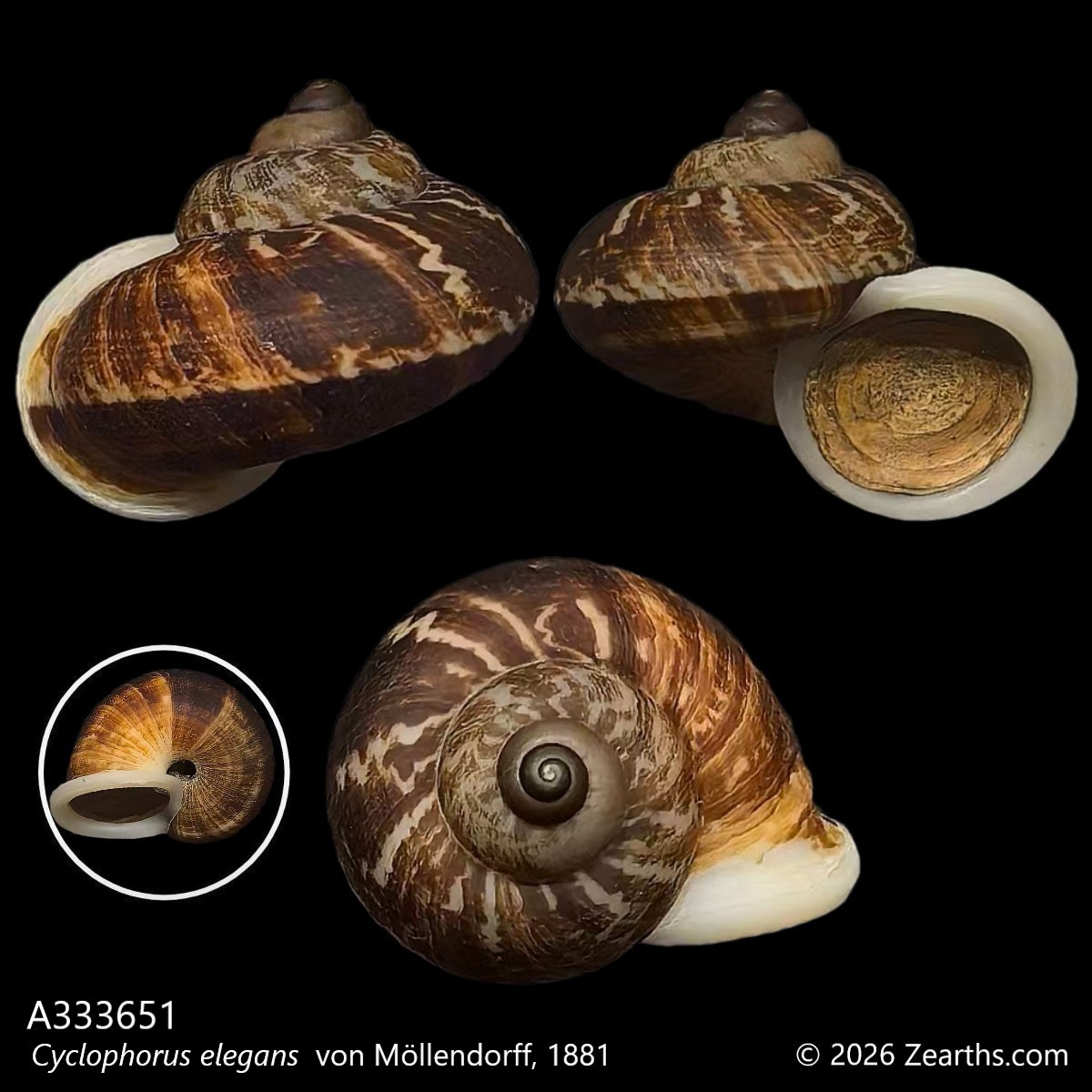 A333651