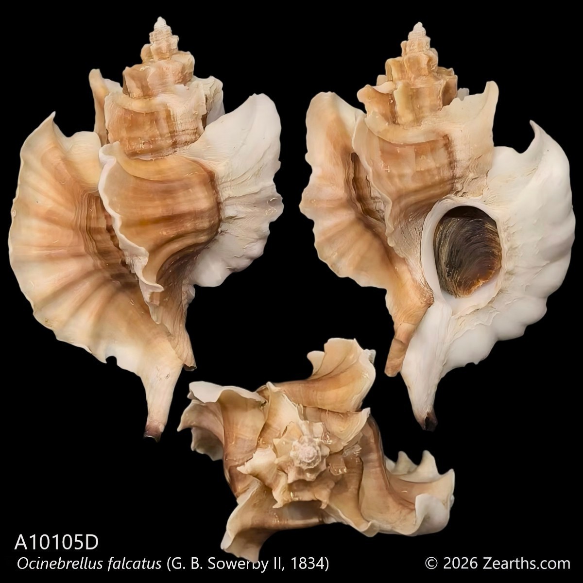 A10105D