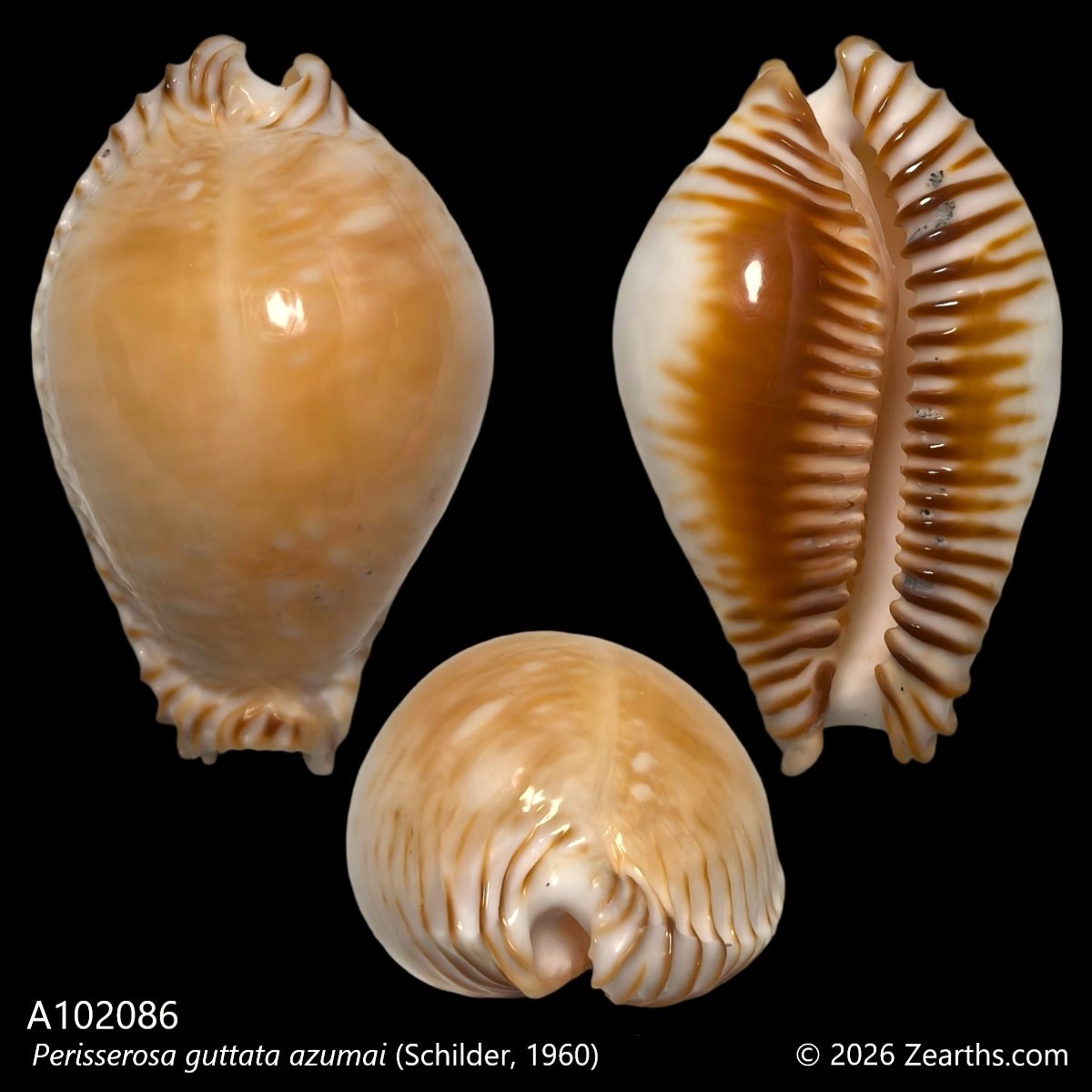 A102086