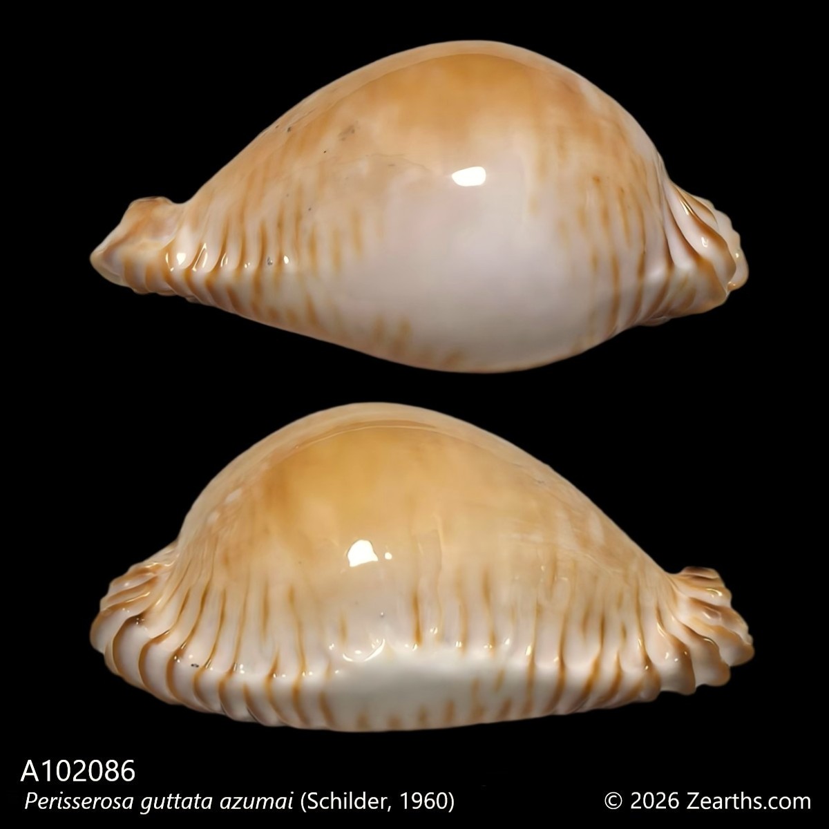 A102086_1