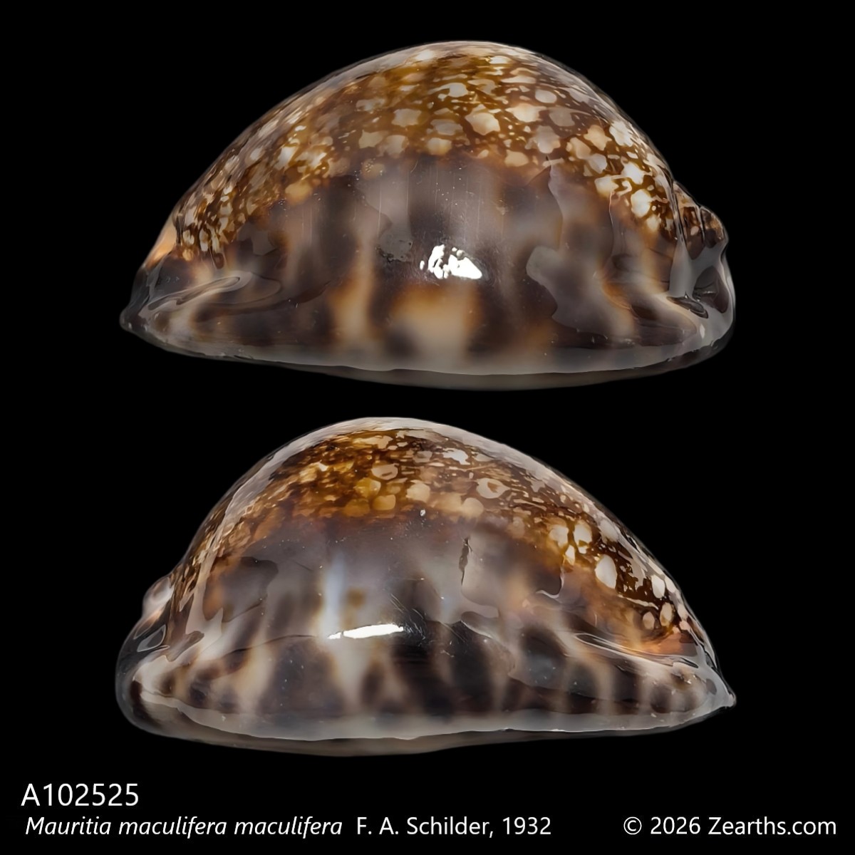 A102525_1